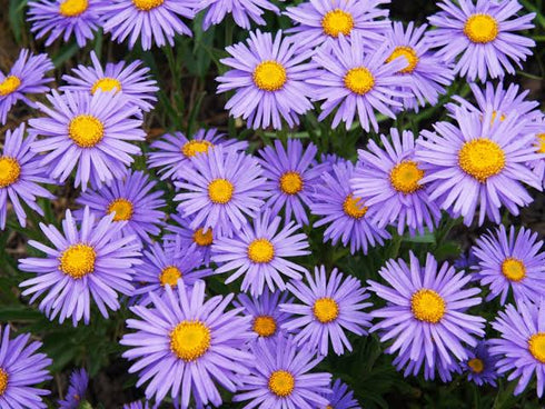 Aster flowering seeds